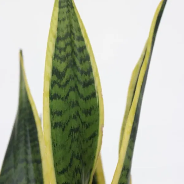 Outlet Bajonetplante - Sansevieria trifasciata Laurentii - Højde 60-70cm - ⌀17cm Krukkeplanter Indendørs