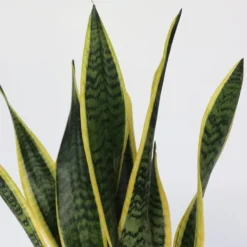 Outlet Bajonetplante - Sansevieria trifasciata Laurentii - Højde 60-70cm - ⌀17cm Krukkeplanter Indendørs