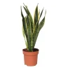 Best Bajonetplante - Sansevieria trifasciata Laurentii - Højde 40-50cm - ⌀14cm Krukkeplanter Indendørs