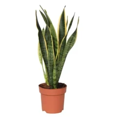Best Bajonetplante - Sansevieria trifasciata Laurentii - Højde 40-50cm - ⌀14cm Krukkeplanter Indendørs