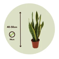 Best Bajonetplante - Sansevieria trifasciata Laurentii - Højde 40-50cm - ⌀14cm Krukkeplanter Indendørs