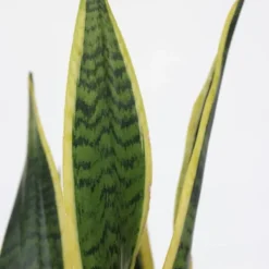 Best Bajonetplante - Sansevieria trifasciata Laurentii - Højde 40-50cm - ⌀14cm Krukkeplanter Indendørs