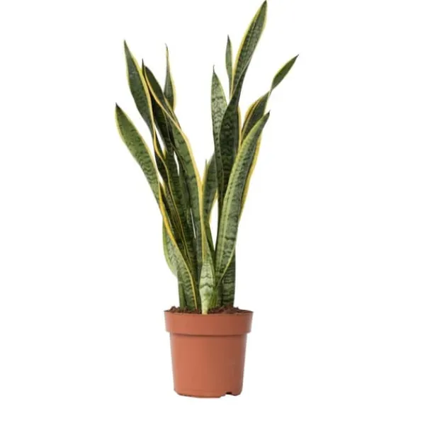 Krukkeplanter Indendørs^Bajonetplante - Sansevieria trifasciata Laurentii - Højde 65-75cm - ⌀21cm