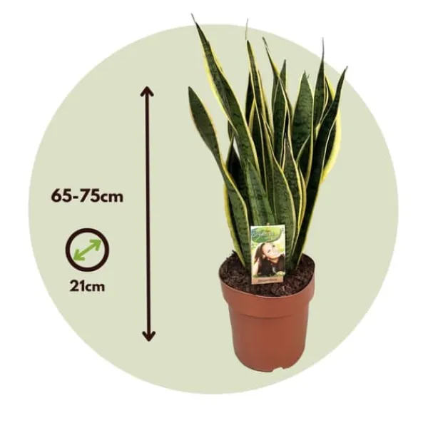 Krukkeplanter Indendørs^Bajonetplante - Sansevieria trifasciata Laurentii - Højde 65-75cm - ⌀21cm