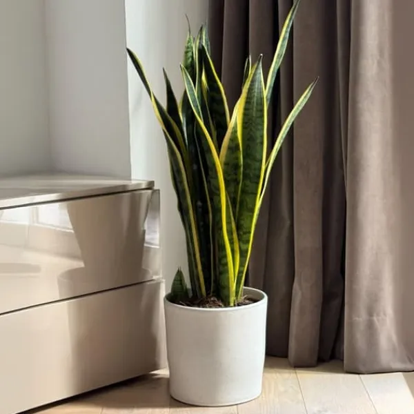 Krukkeplanter Indendørs^Bajonetplante - Sansevieria trifasciata Laurentii - Højde 65-75cm - ⌀21cm