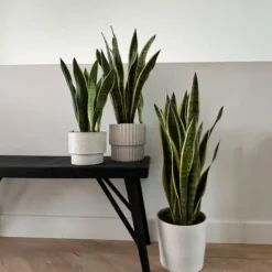 Krukkeplanter Indendørs^Bajonetplante - Sansevieria trifasciata Laurentii - Højde 65-75cm - ⌀21cm
