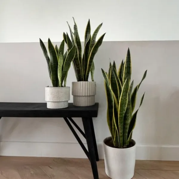Krukkeplanter Indendørs^Bajonetplante - Sansevieria trifasciata Laurentii - Højde 65-75cm - ⌀21cm