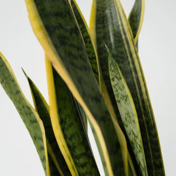 Krukkeplanter Indendørs^Bajonetplante - Sansevieria trifasciata Laurentii - Højde 65-75cm - ⌀21cm