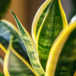 Krukkeplanter Indendørs^Bajonetplante - Sansevieria trifasciata Laurentii - Højde 65-75cm - ⌀21cm