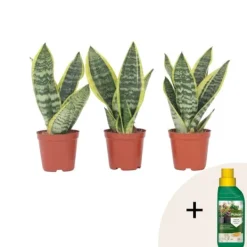Krukkeplanter Indendørs^Bajonetplante - Sæt med 3 - Sansevieria 'Futura Superba' - Højde 35-40cm - ⌀12cm