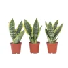 Krukkeplanter Indendørs^Bajonetplante - Sæt med 3 - Sansevieria 'Futura Superba' - Højde 35-40cm - ⌀12cm