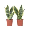 Krukkeplanter Indendørs^Bajonetplante - Sæt med 2 - Sansevieria 'Futura Superba' - Højde 35-40cm - ⌀12cm