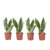 Clearance Bajonetplante - Sæt med 4 - Sansevieria 'Futura Superba' - Højde 35-40cm - ⌀12cm Krukkeplanter Indendørs