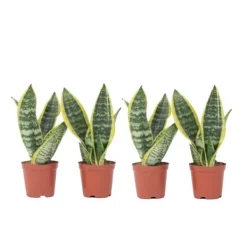 Clearance Bajonetplante - Sæt med 4 - Sansevieria 'Futura Superba' - Højde 35-40cm - ⌀12cm Krukkeplanter Indendørs