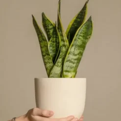 Clearance Bajonetplante - Sæt med 4 - Sansevieria 'Futura Superba' - Højde 35-40cm - ⌀12cm Krukkeplanter Indendørs