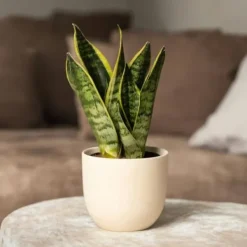 Clearance Bajonetplante - Sæt med 4 - Sansevieria 'Futura Superba' - Højde 35-40cm - ⌀12cm Krukkeplanter Indendørs