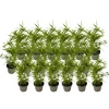 Clearance Bambus - 18 stk - Fargesia nitida 'Black Dragon' - Højde 25-40cm - ⌀14cm Buskads