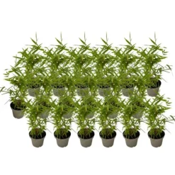 Clearance Bambus - 18 stk - Fargesia nitida 'Black Dragon' - Højde 25-40cm - ⌀14cm Buskads