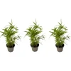 Clearance Bambus - 3 stk - Fargesia nitida 'Black Dragon' - Højde 25-40cm - ⌀14cm Krukkeplanter Indendørs