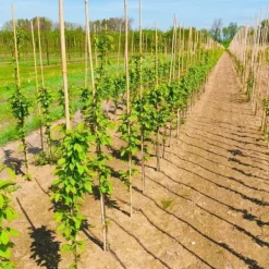 Krukker & Plantebeholdere^Bambusstænger 150 cm 18/20 mm /10 stk/
