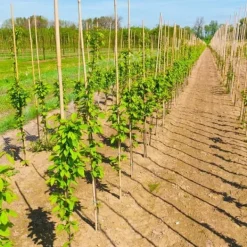 Krukker & Plantebeholdere^Bambusstænger 105 cm 8/10 mm /100 stk/