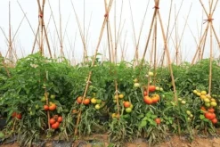 Krukker & Plantebeholdere^Bambusstænger 120 cm 10/12 mm /100 stk/