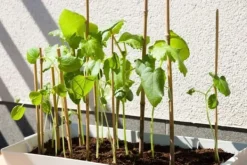 Bambusstænger 90 cm 6/8 mm /100 stk/ Krukker & Plantebeholdere