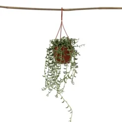 Discount Bananer på snor - Senecio radicans - Højde 10-20cm - ⌀12cm Krukkeplanter Indendørs