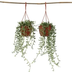 Bananer på snor - Sæt med 2 - Senecio radicans - Højde 10-20cm - ⌀12cm Krukkeplanter Indendørs