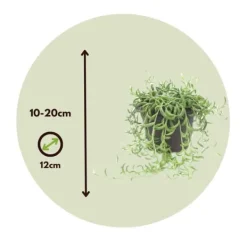 Bananer på snor - Sæt med 2 - Senecio radicans - Højde 10-20cm - ⌀12cm Krukkeplanter Indendørs