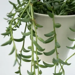 Bananer på snor - Sæt med 2 - Senecio radicans - Højde 10-20cm - ⌀12cm Krukkeplanter Indendørs