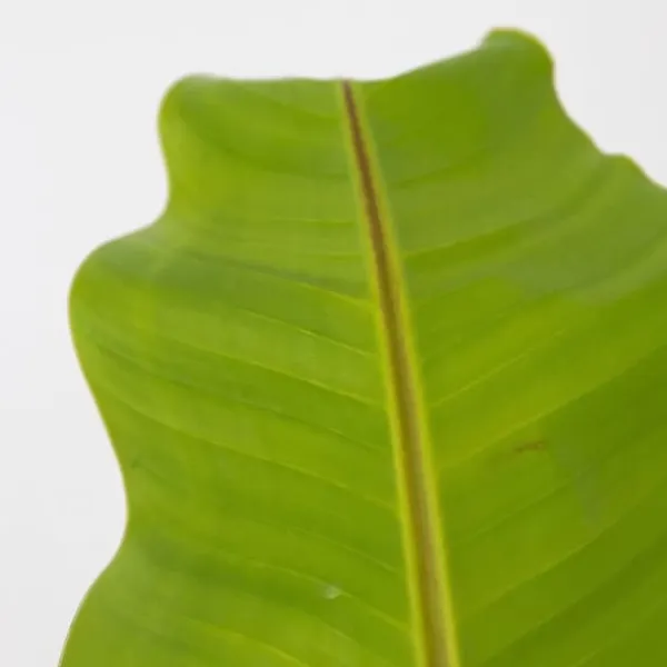 Hot Bananpalme - Musa basjoo - Højde 55-70cm - ⌀21cm Krukkeplanter Indendørs