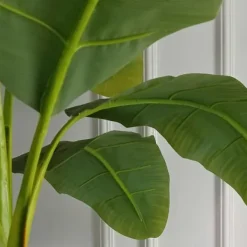Hot Bananpalme - Musa basjoo - Højde 55-70cm - ⌀21cm Krukkeplanter Indendørs