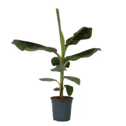 Krukkeplanter Indendørs^Bananpalme - Musa 'Dwarf Cavendish' - Højde 90-100cm - ⌀21cm