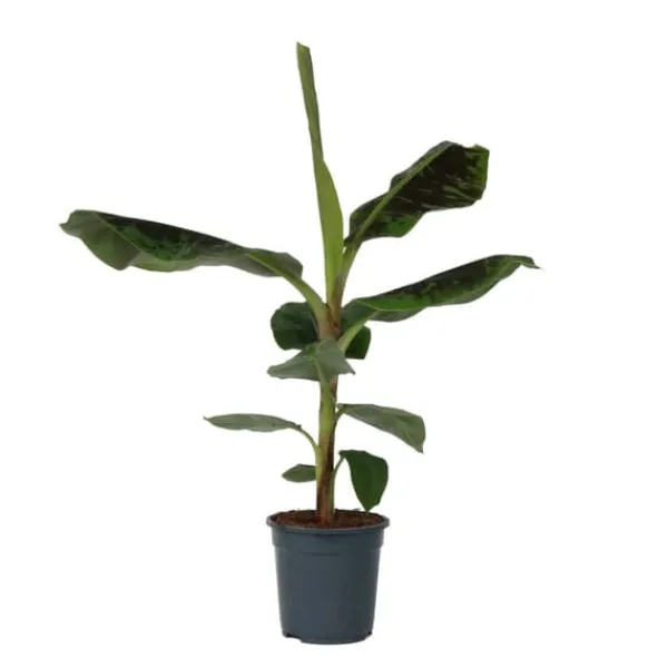 Krukkeplanter Indendørs^Bananpalme - Musa 'Dwarf Cavendish' - Højde 90-100cm - ⌀21cm