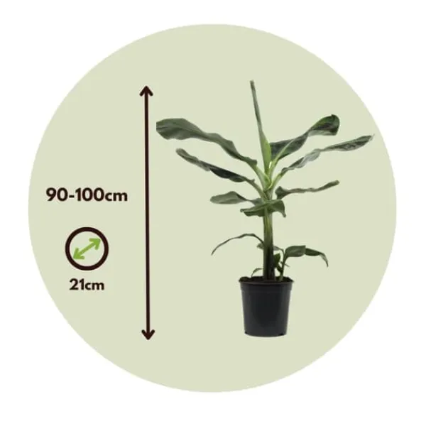 Krukkeplanter Indendørs^Bananpalme - Musa 'Dwarf Cavendish' - Højde 90-100cm - ⌀21cm