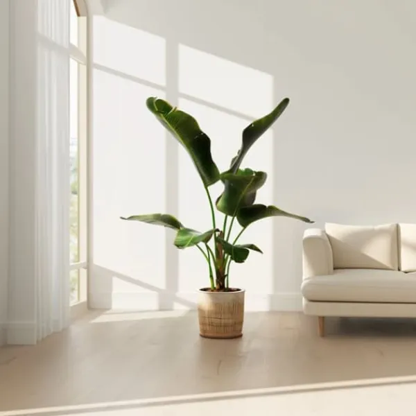 Krukkeplanter Indendørs^Bananpalme - Musa 'Dwarf Cavendish' - Højde 90-100cm - ⌀21cm