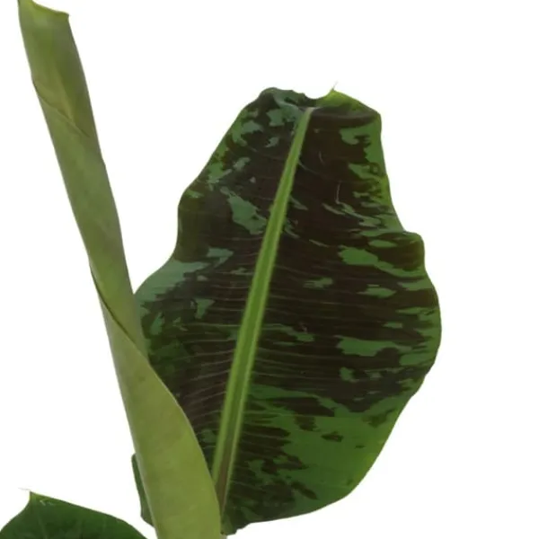 Krukkeplanter Indendørs^Bananpalme - Musa 'Dwarf Cavendish' - Højde 90-100cm - ⌀21cm