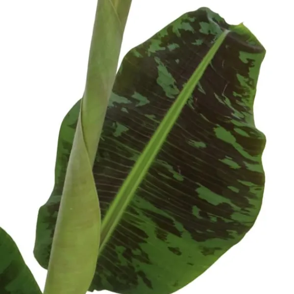 Krukkeplanter Indendørs^Bananpalme - Musa 'Dwarf Cavendish' - Højde 90-100cm - ⌀21cm