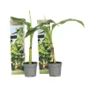 Bananpalme - Sæt med 2 - Musa basjoo - Højde 25-40cm - ⌀9cm Krukkeplanter Indendørs