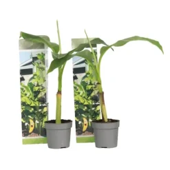 Bananpalme - Sæt med 2 - Musa basjoo - Højde 25-40cm - ⌀9cm Krukkeplanter Indendørs