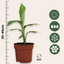 Bananpalme - Sæt med 2 - Musa basjoo - Højde 25-40cm - ⌀9cm Krukkeplanter Indendørs
