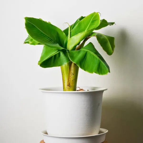 Bananpalme - Sæt med 2 - Musa basjoo - Højde 25-40cm - ⌀9cm Krukkeplanter Indendørs