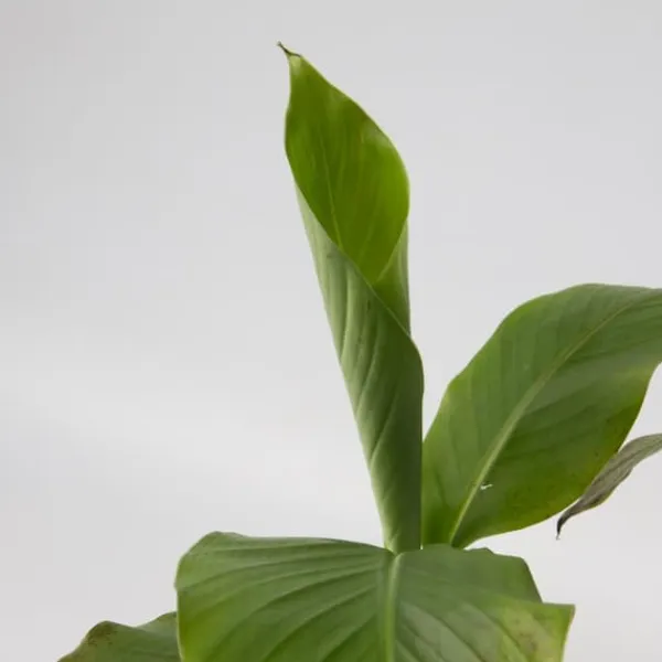 Bananpalme - Sæt med 2 - Musa basjoo - Højde 25-40cm - ⌀9cm Krukkeplanter Indendørs