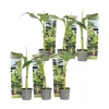 Best Bananpalme - Sæt med 6 - Musa basjoo - Højde 25-40cm - ⌀9cm Krukkeplanter Indendørs