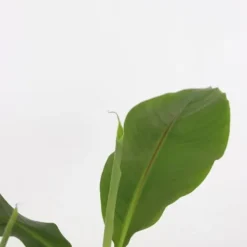 Best Bananpalme - Sæt med 6 - Musa basjoo - Højde 25-40cm - ⌀9cm Krukkeplanter Indendørs