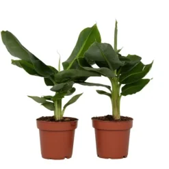 Krukkeplanter Indendørs^Bananpalme - Sæt med 2 - Musa 'Oriental Dwarf' - Højde 25-40cm - ⌀12cm