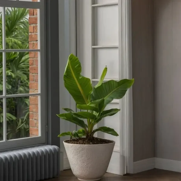 Krukkeplanter Indendørs^Bananpalme - Sæt med 2 - Musa 'Oriental Dwarf' - Højde 25-40cm - ⌀12cm