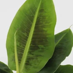 Krukkeplanter Indendørs^Bananpalme - Sæt med 2 - Musa 'Oriental Dwarf' - Højde 25-40cm - ⌀12cm