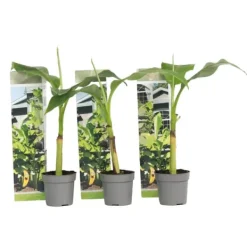Clearance Bananpalme - Sæt med 3 - Musa basjoo - Højde 25-40cm - ⌀9cm Krukkeplanter Indendørs